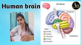 Human brain I Anatomy amp physiology of human brain I Brain I Functions I Cranial Nerves amp functions [upl. by Analah]