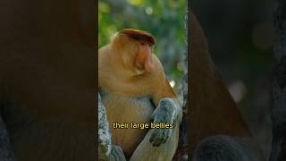 Bekantan The Proboscis monkey shorts animal monkey [upl. by Past893]