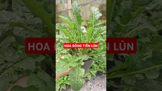 Hoa đồng tiền lùn gardening câygiống hạtgiống hoadongtien dongtienlun Gerbera [upl. by Hosfmann]