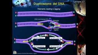 Citologia  Lezione 17 Duplicazione del DNA [upl. by Glynas]