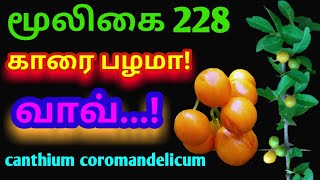 காரை பழ செடிகாரை முள்பெருங்காரைCanthium Coromandelicumஅலசல்Alasal [upl. by Ainattirb]