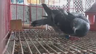 Paramyxo Virus or PMV in Pigeons what is it  how to treat it [upl. by Nednal]