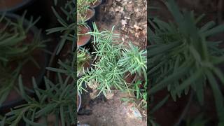 Rosemary Plants 2024 gardenflowers flowernames [upl. by Bronwyn]