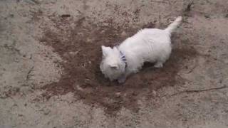 Westie puppies 8 weeks old [upl. by Tessil606]