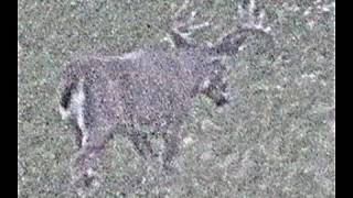 Monster Wild Buck In Rut  Head Shaking Close Chase Doe [upl. by Nonahs]