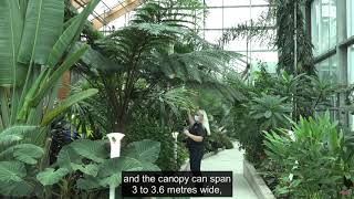 TGH Feature of the Month Australian Tree Fern [upl. by Allanson]