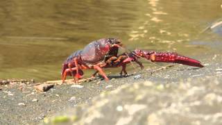 Zarigani in Kani Native Japanese crayfish [upl. by Fontana]