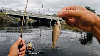 4 Hours of RAW and UNCUT Fishing with LIVE Shiners and Gulp Minnows  Lake Ida Florida [upl. by Idnam]