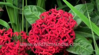 Ixora coccinea A medicinal plant [upl. by Henryson]