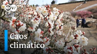 El cambio climático altera el ciclo de los almendros [upl. by Adams]