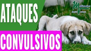 EPILEPSIA PERROSATAQUES CONVULSIVOS EN PERROSCÓMO ACTUAR EN ATAQUE EPILÉPTICO PERROS [upl. by Nepsa]