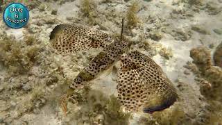 Flying Gurnard in 4k [upl. by Svensen]