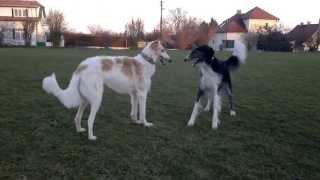 Borzois AerampToy  dancing and playing with great danes [upl. by Hareema]