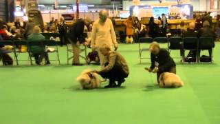 Pekingese Crufts 2016 Best of Breed [upl. by Fabyola979]