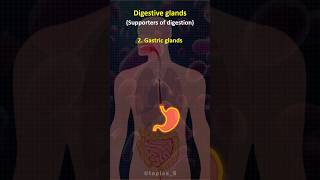 🧐 Digestive Glands  shorts biology [upl. by Aihsekat]