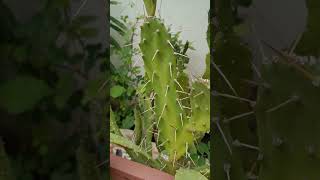 xerophytic adaptation in opuntia by Spiny Leaves [upl. by Aynatal]