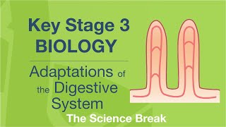 Key Stage 3 Science Biology  Adaptations of the Digestive System [upl. by Auvil177]