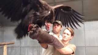 Bula A Lappet Faced Vulture With Attitude  Moholoholo South Africa [upl. by Moulton]