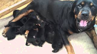 Rottweiler Puppies with Mom 1 week old [upl. by Renzo808]