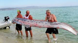 Le Régalec  à la recherche du serpent de mer géant [upl. by Lamak]