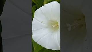 Elämänlanka Karhunköynnös Calystegia sepium 💚 elämänlanka kasvit nature plants [upl. by Chapell]