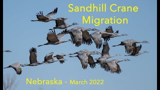 Nebraska Sandhill Crane Migration Mar 2022 HD 1080p [upl. by Mook]