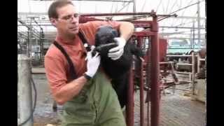 Administering Oral Medications to Dairy Cows [upl. by Shelburne]