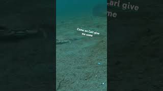 Crab and Flounder fight over some food goprounderwater fishing shark pnw ocean gopro crabing [upl. by Zetroc687]