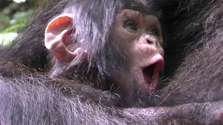 Meet Cutetst Shimps In The World  Baby Chimpanzee VS Chimpanzee Male [upl. by Nala]