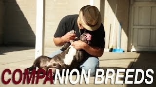 AMERICAN BULLY  RESPECT THE COMPANION BREEDS [upl. by Weinberg]