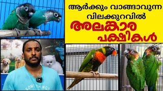 ആർക്കും വാങ്ങാവുന്ന വിലയിൽ അലങ്കാര പക്ഷികൾ  Best Pets Birds at Best Offer Price pets [upl. by Reel714]