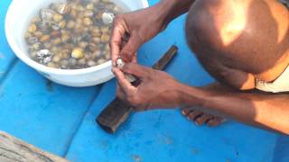 Selling Pearls in Chilika lake Orissa Odisha [upl. by Zasuwa]