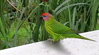 Goldies Lorikeet  Bird Paradise Singapore [upl. by Nilauqcaj]