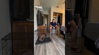 Beau  Crate Training  Freedom Dog Training [upl. by Crelin989]