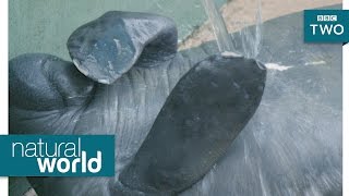 Manatee pimple popping  Natural World 2017 Episode 2 Preview  BBC Two [upl. by Hambley]