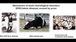 Mechanism of brain neurological disorders BSEJakob disease caused by prion proteins [upl. by Flagler]