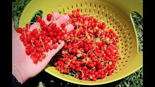 All About Growing Currants Harvest amp Growing Tips [upl. by Einafets]