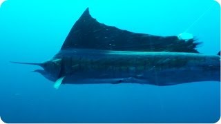 Sailfish ATTACKS Diver  Underwater Frenzy [upl. by Hpseoj]