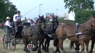 Trait COMTEST  Maniabilité à 4 chevaux  Sébastien Rigaux  ARDENNAIS BELGES [upl. by Chessa]