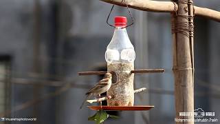 DIYBird Feeder How to make bird feeder from plastic bottle [upl. by Nefen]