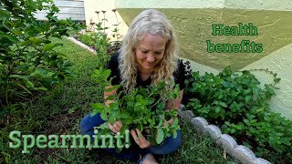 Spearmint Plant amp Medicinal properties  Southern Latitudes [upl. by Hametaf319]