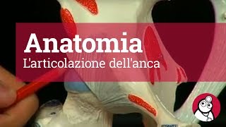 Anatomia Larticolazione dellanca [upl. by Pollyanna]