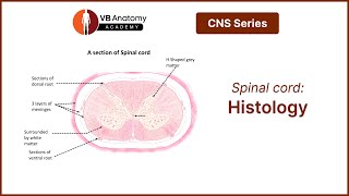 Spinal Cord Histology [upl. by Rosenberg197]