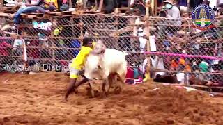 Palamedu Jallikattu Live 2021 [upl. by Scevour]