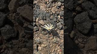 Подали́рий Iphiclides podalirius — бабочка семейства парусников Papilionidae [upl. by Tomkiel389]