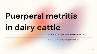 Puerperal metritis in dairy cattle Student case Gr72023 [upl. by Froh]