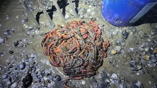 DIG your own lug worm SAVE MONEY how to dig common lugworm sea fishing uk [upl. by Abana284]