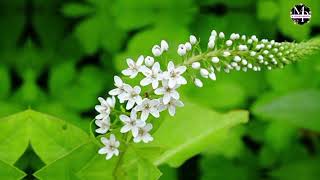 Gooseneck Loosestrife white flowers [upl. by Susanetta]