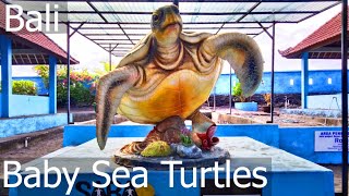 Saba Asri Turtle Conservation Center Bali  we are saving the sea turtles [upl. by Ulick]