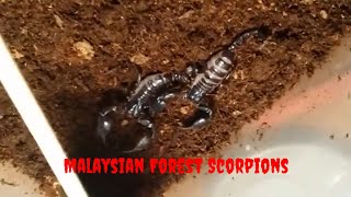 Pet Malaysian Forest Scorpions [upl. by Enert]